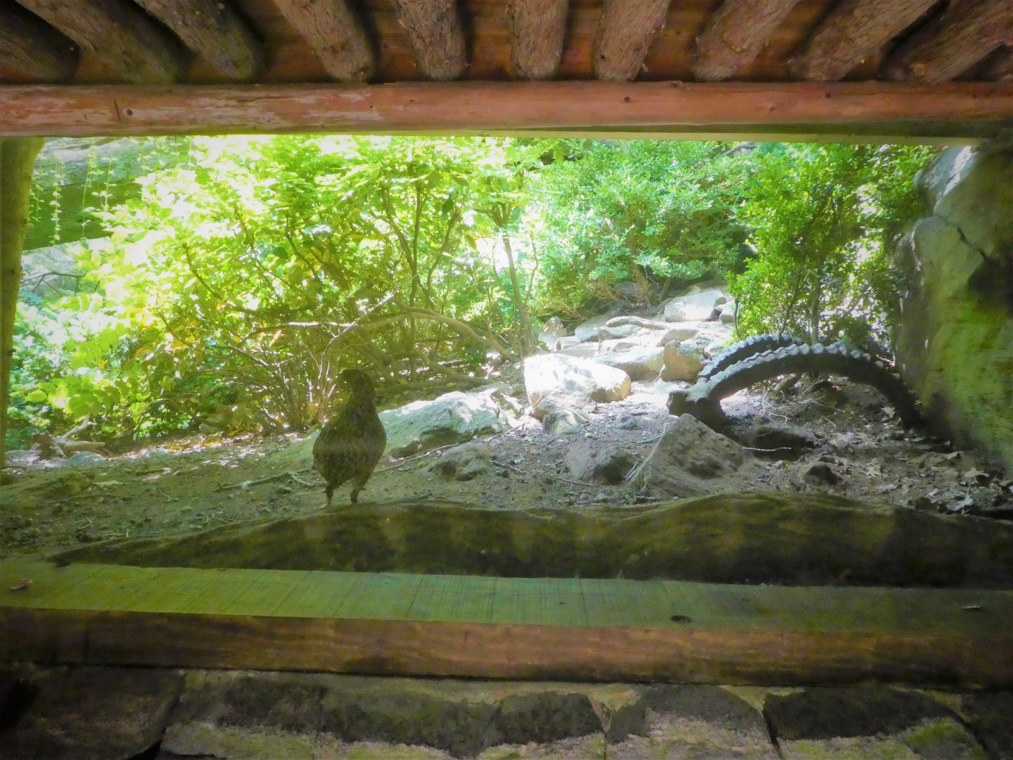 Himalayan Highlands - Temminck's Tragopan Exhibit
