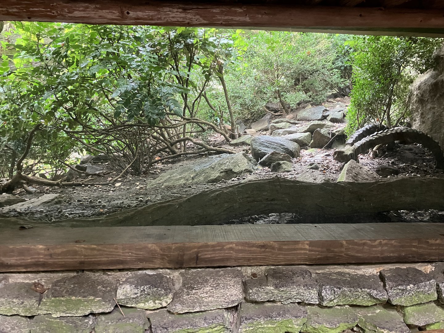 Himalayan Highlands - Temmink’s Tragopan Exhibit