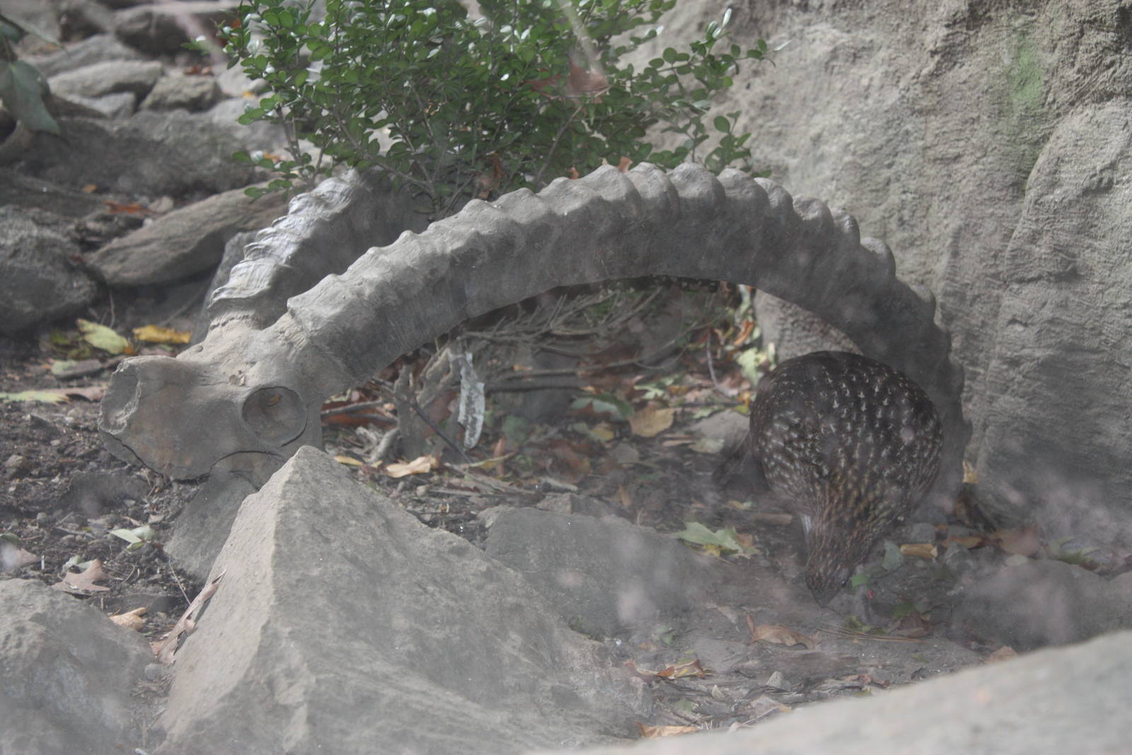 Himalayan Highlands- Trapogan under Ibex Skull
