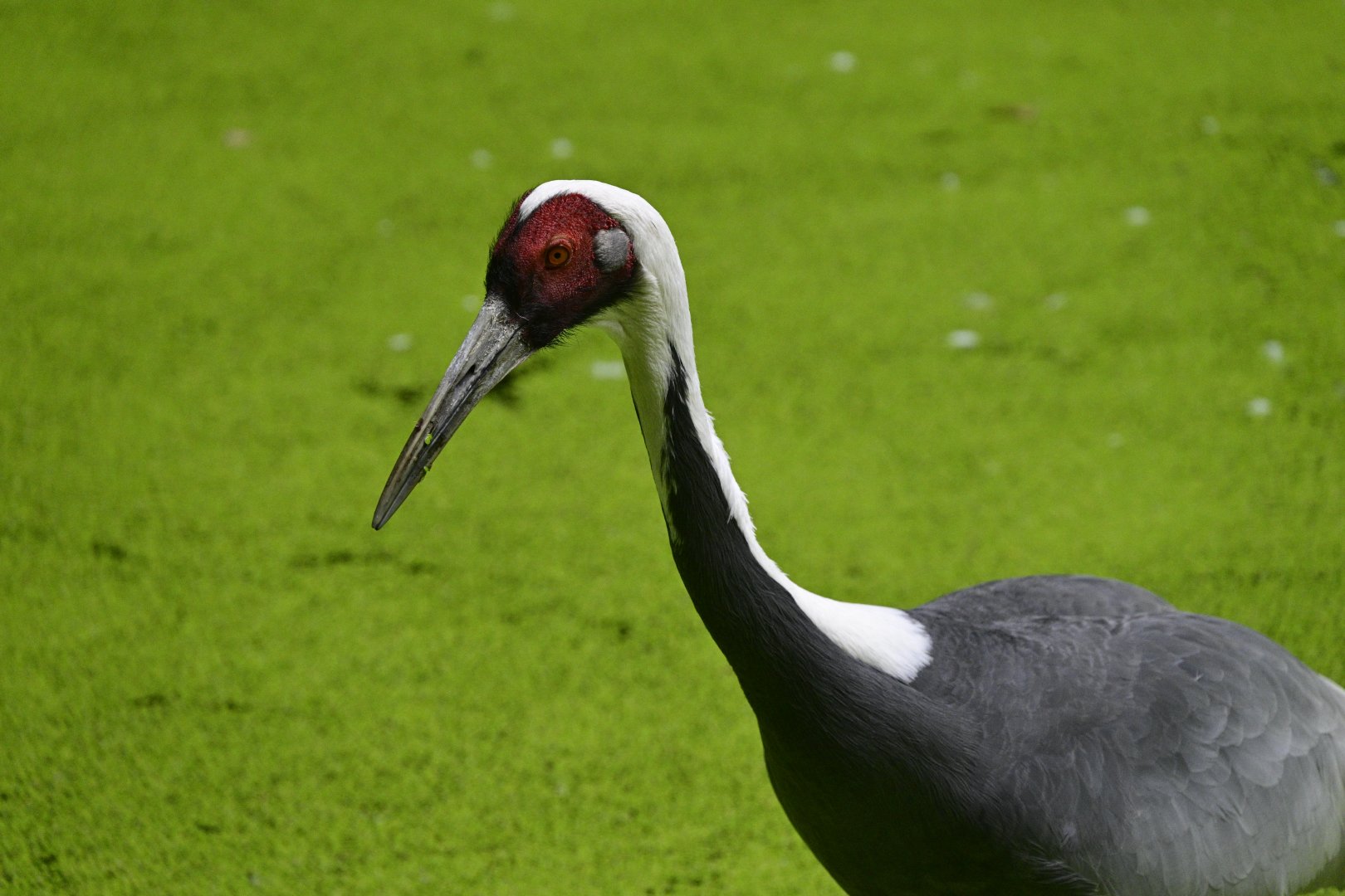 Himalayan Highlands - White-naped Crane (Antigone vipio)