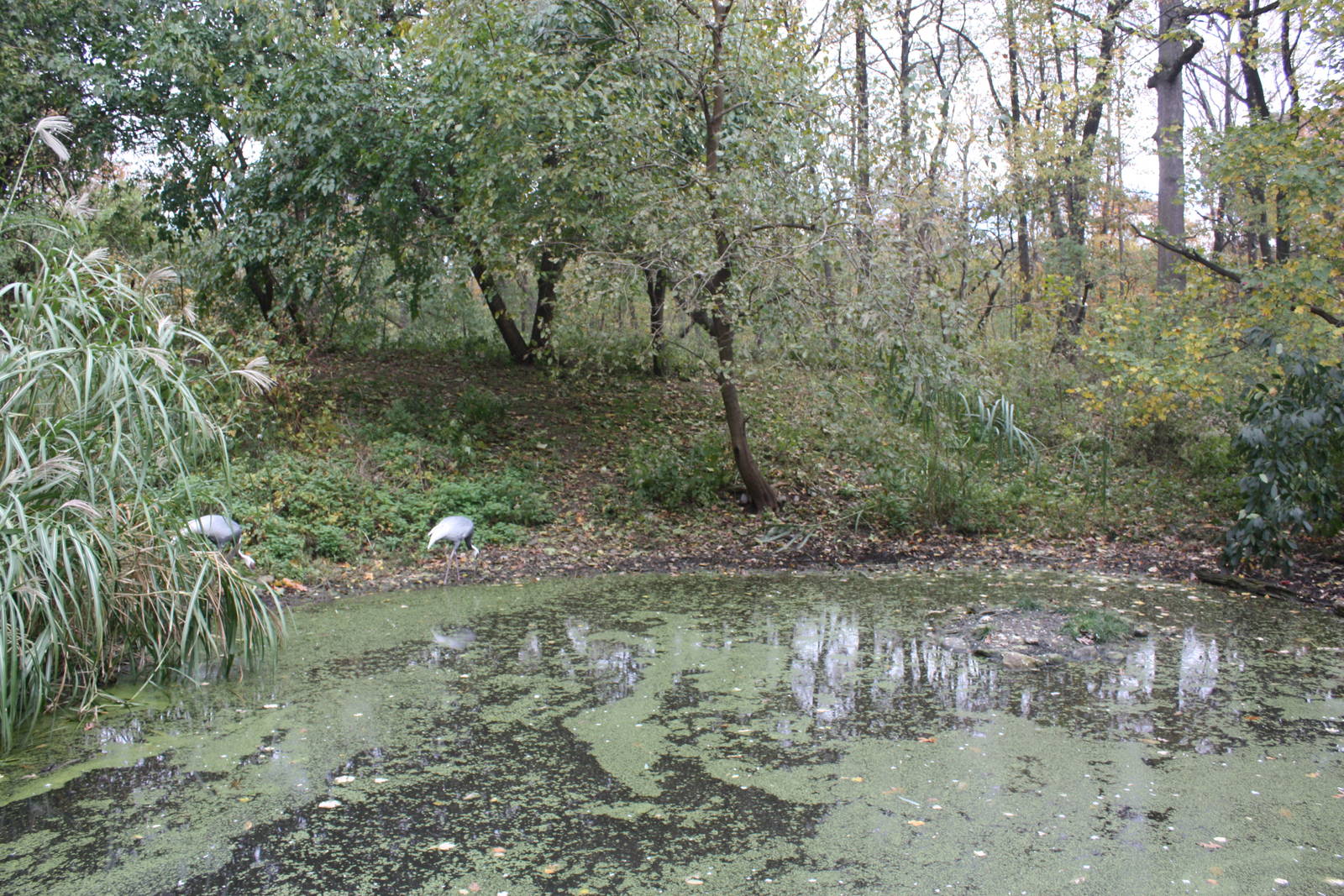 Himalayan Highlands- White-Naped Crane Exhibit