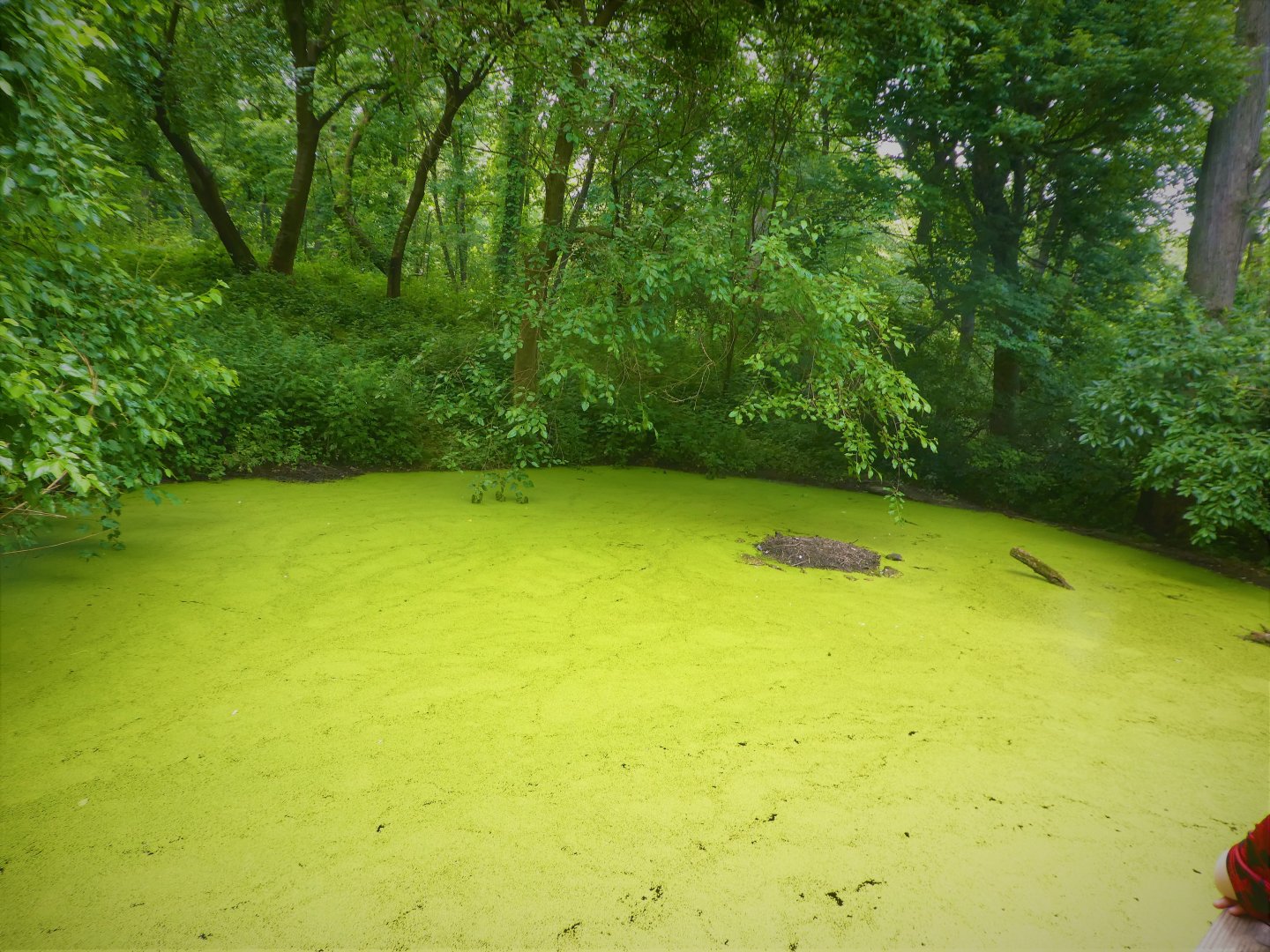 Himalayan Highlands - White-naped Crane Exhibit