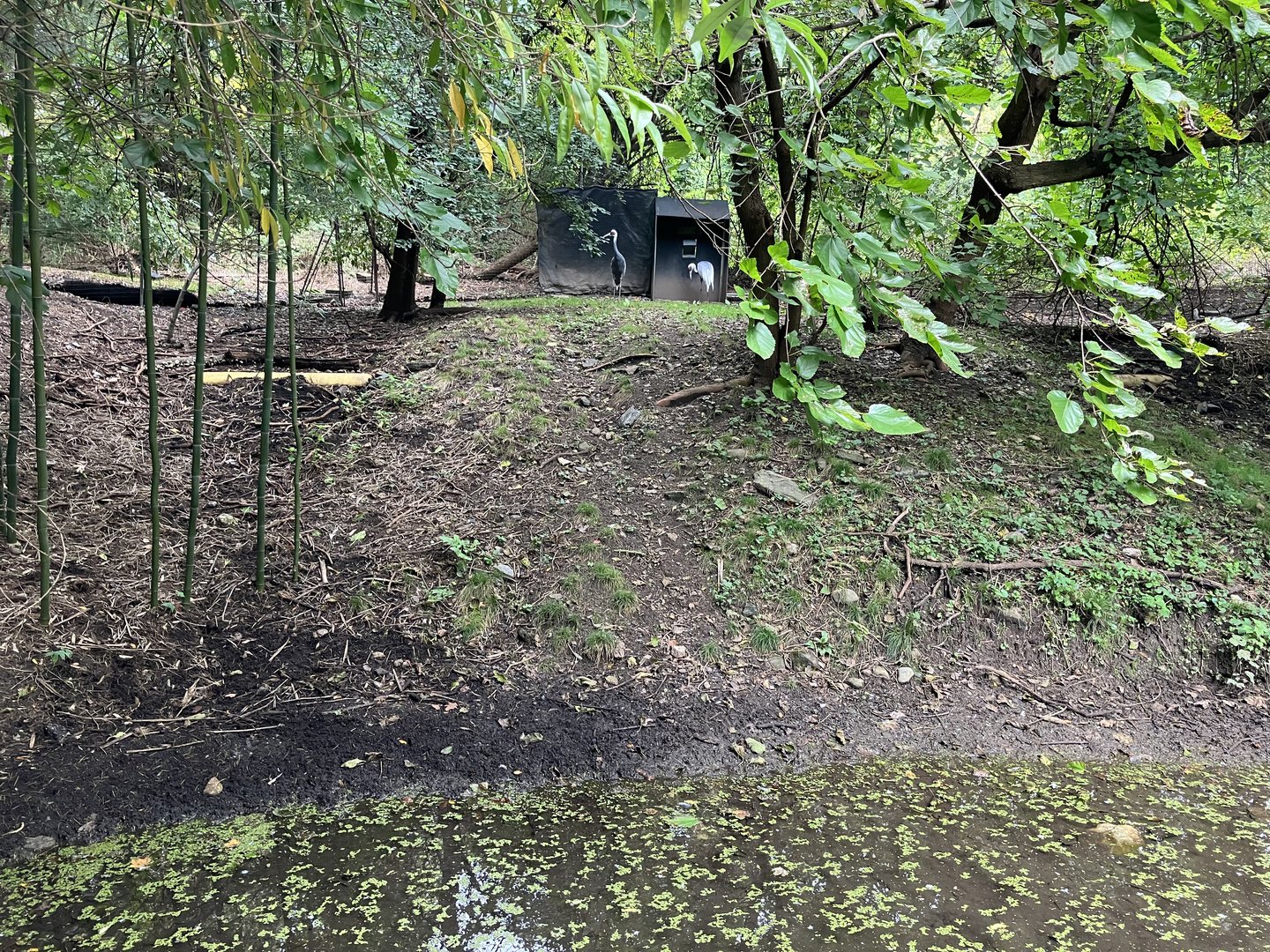 Himalayan Highlands - White-Naped Crane Exhibit