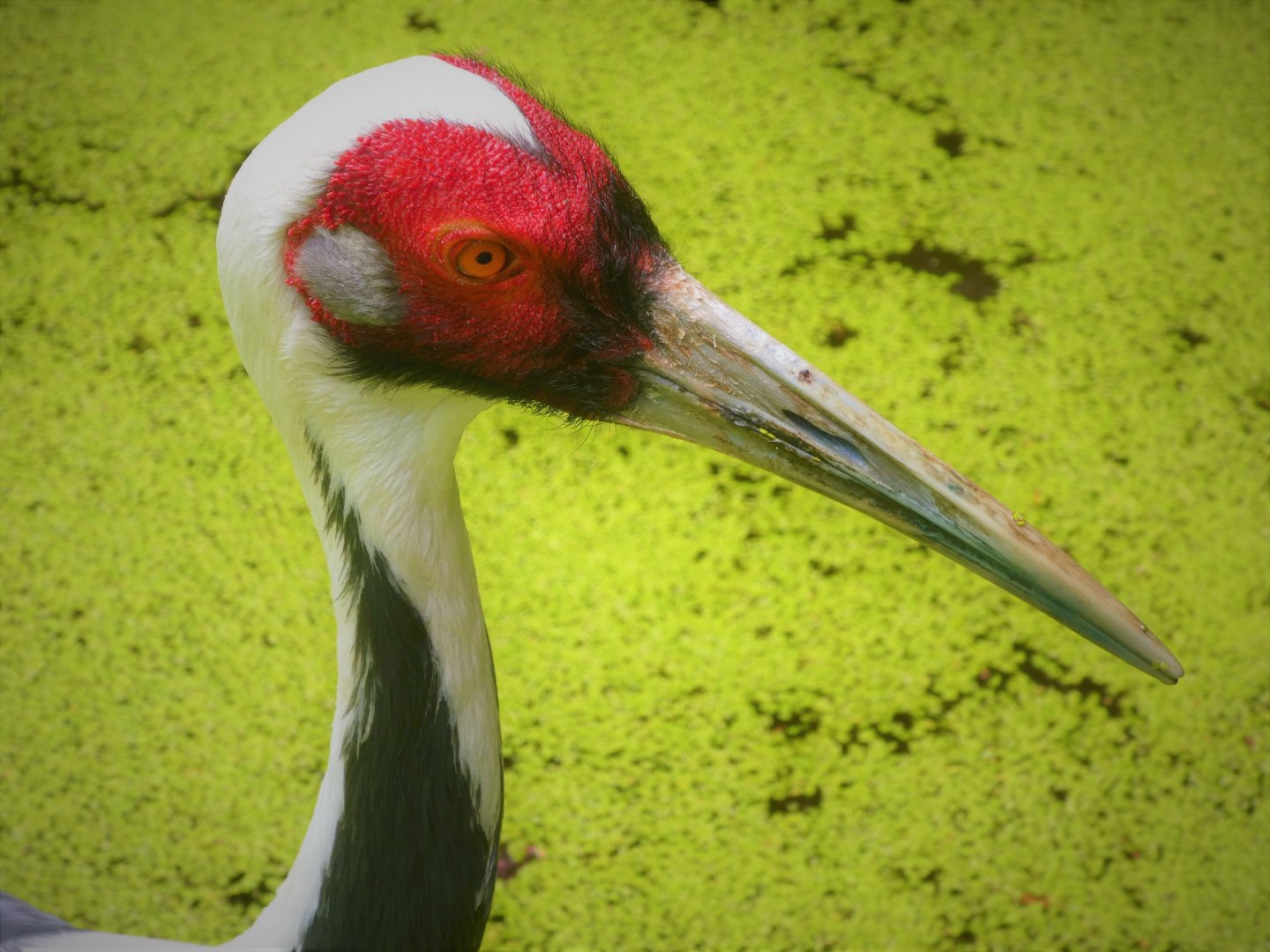 Himalayan Highlands - White-naped Crane