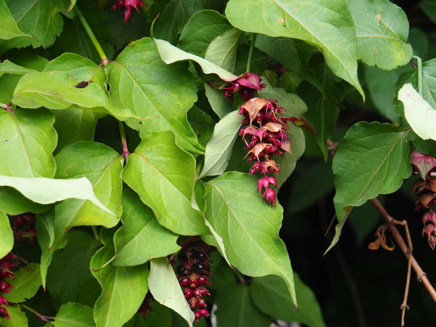 Himalayan honeysuckle (Leycesteria formosa)