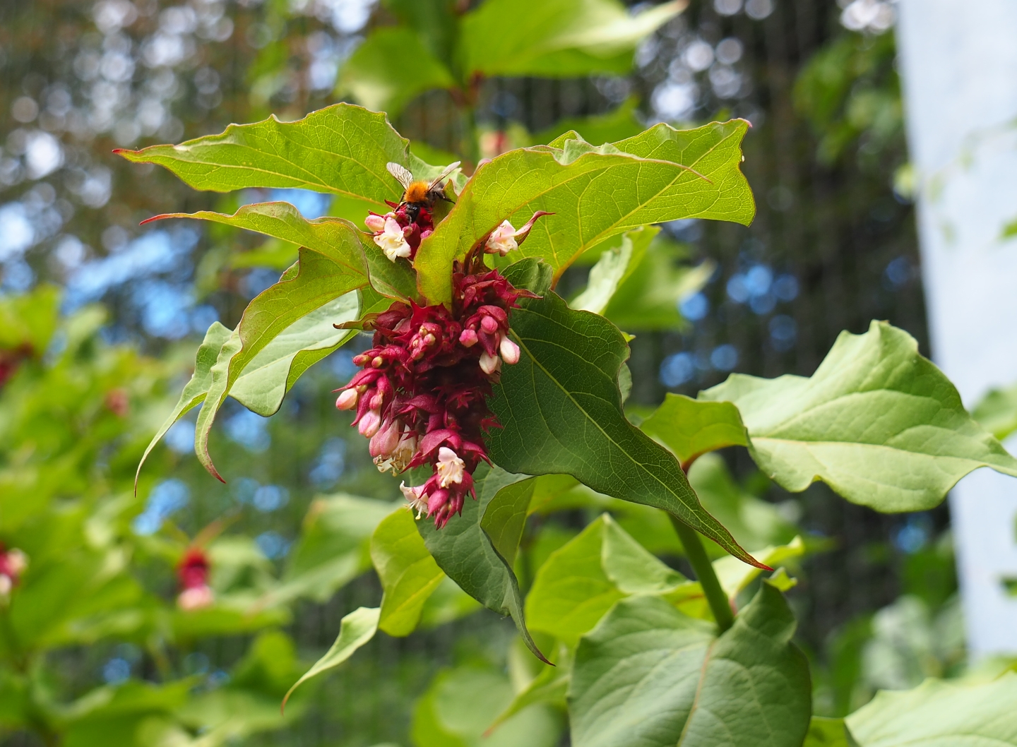 Himalayan honeysuckle (Leycesteria formosa)