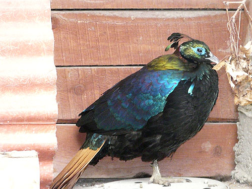 Himalayan Impeyan Pheasant in Kishinev Zoo
