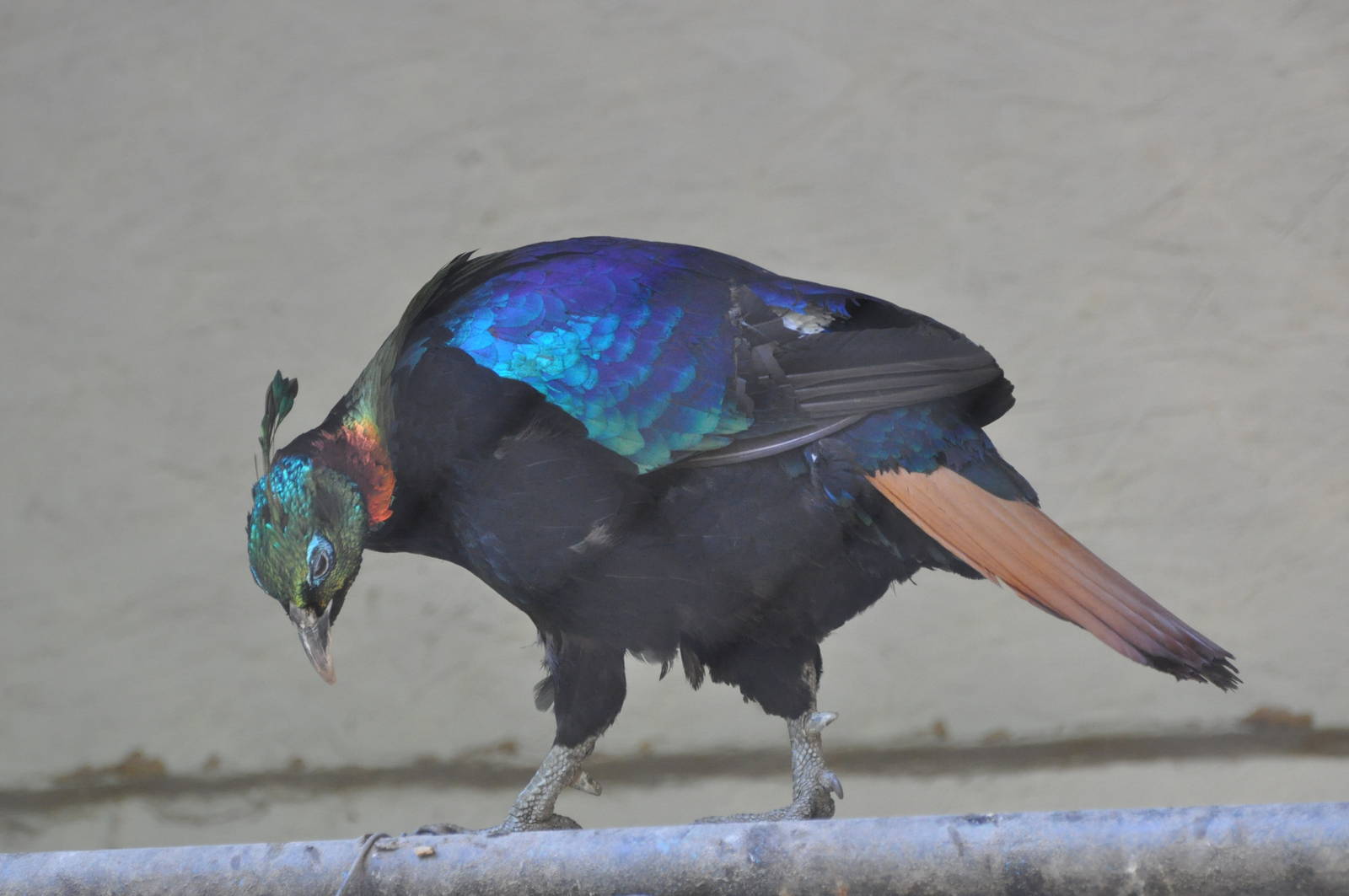 Himalayan impeyan pheasant/ Lophophorus impeyanus
