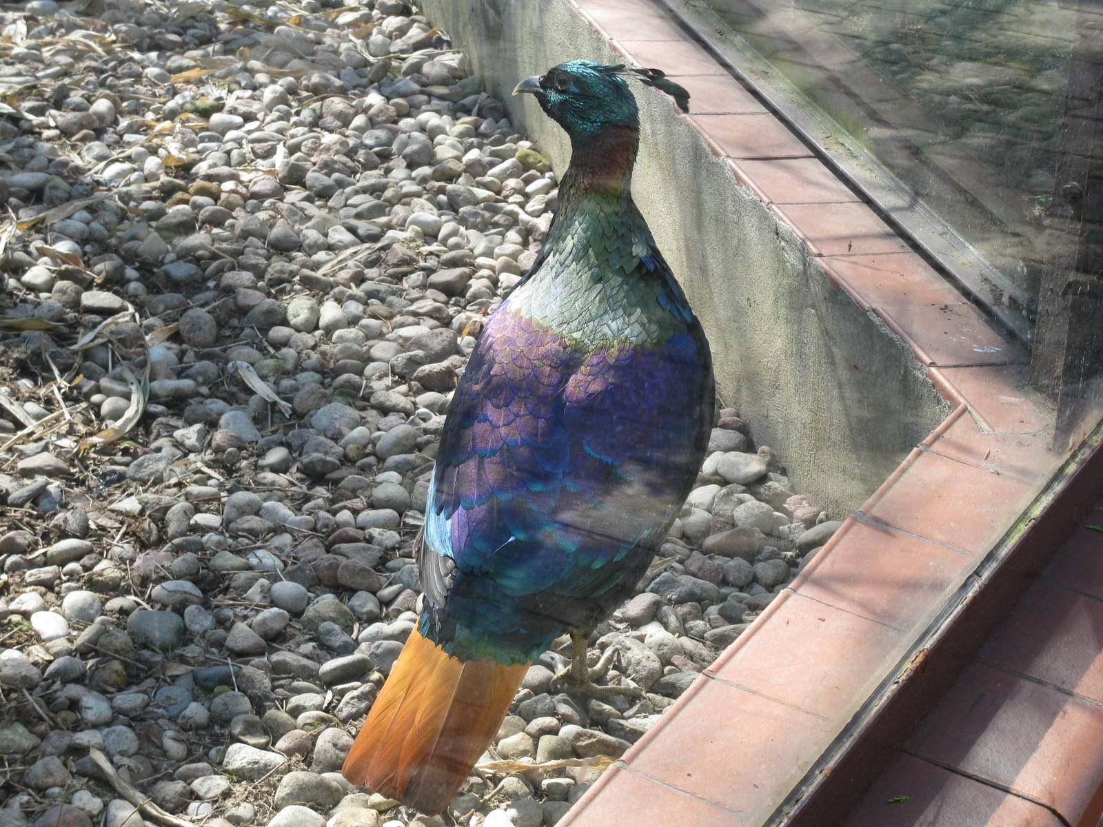 Himalayan impeyan pheasant male