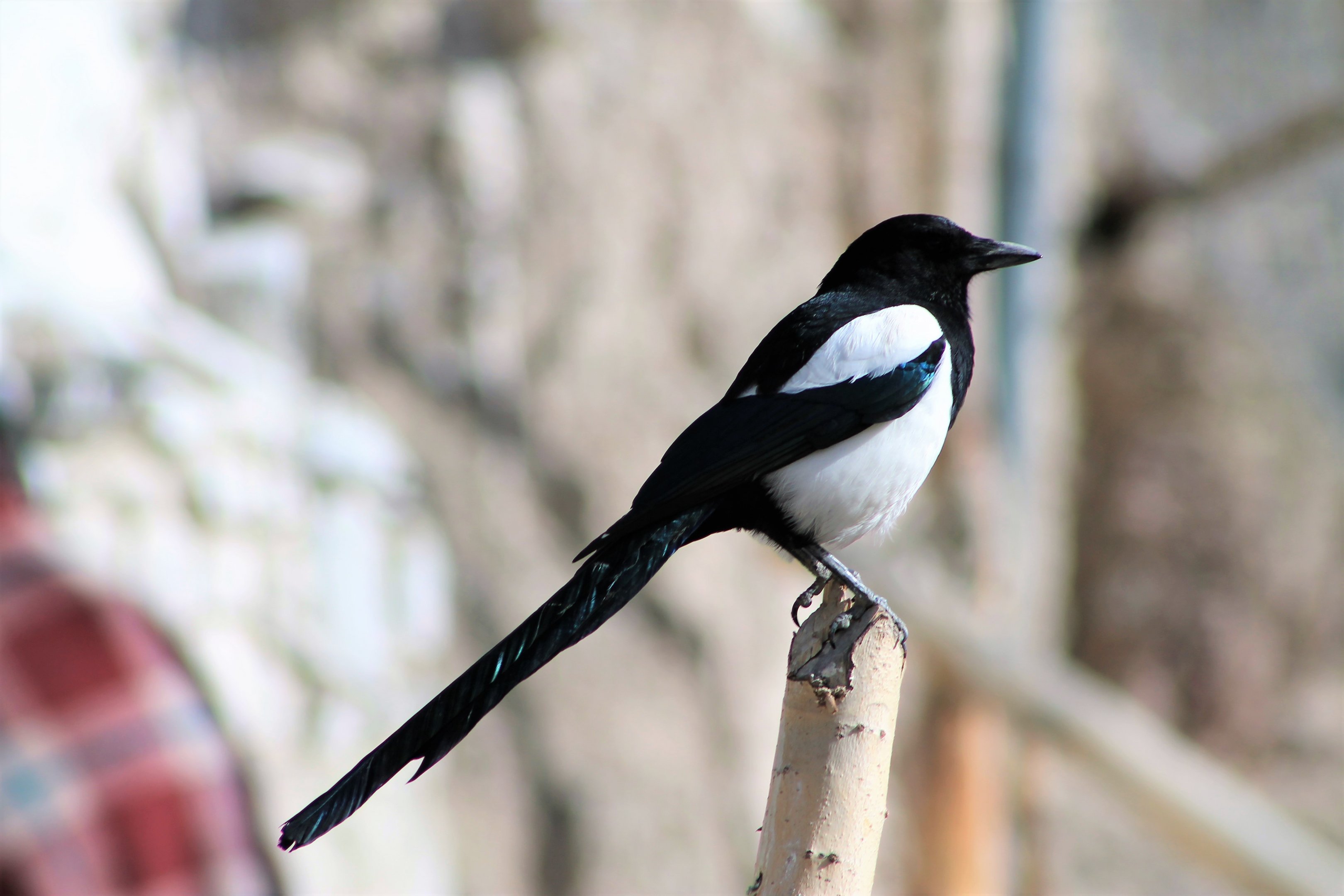 Himalayan Magpie (Pica pica bactrianus)