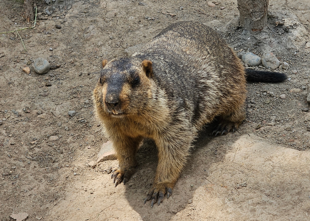 Himalayan marmot, 05/2025