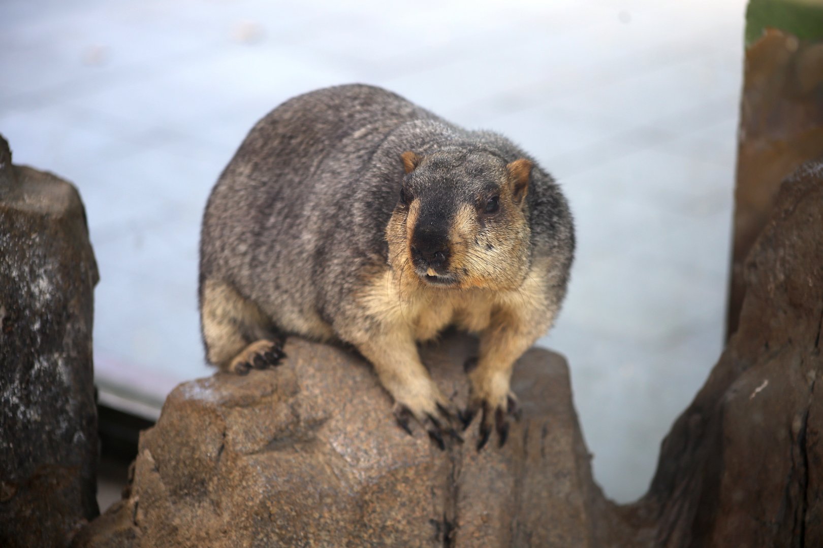 Himalayan Marmot (Marmota himalayana)