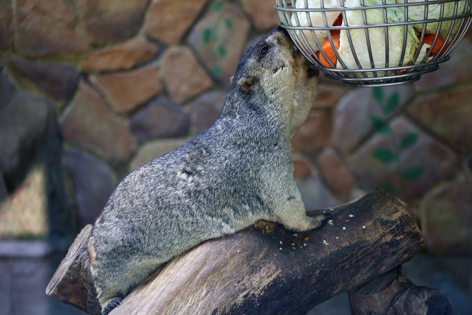 Himalayan Marmot (Marmota himalayana)