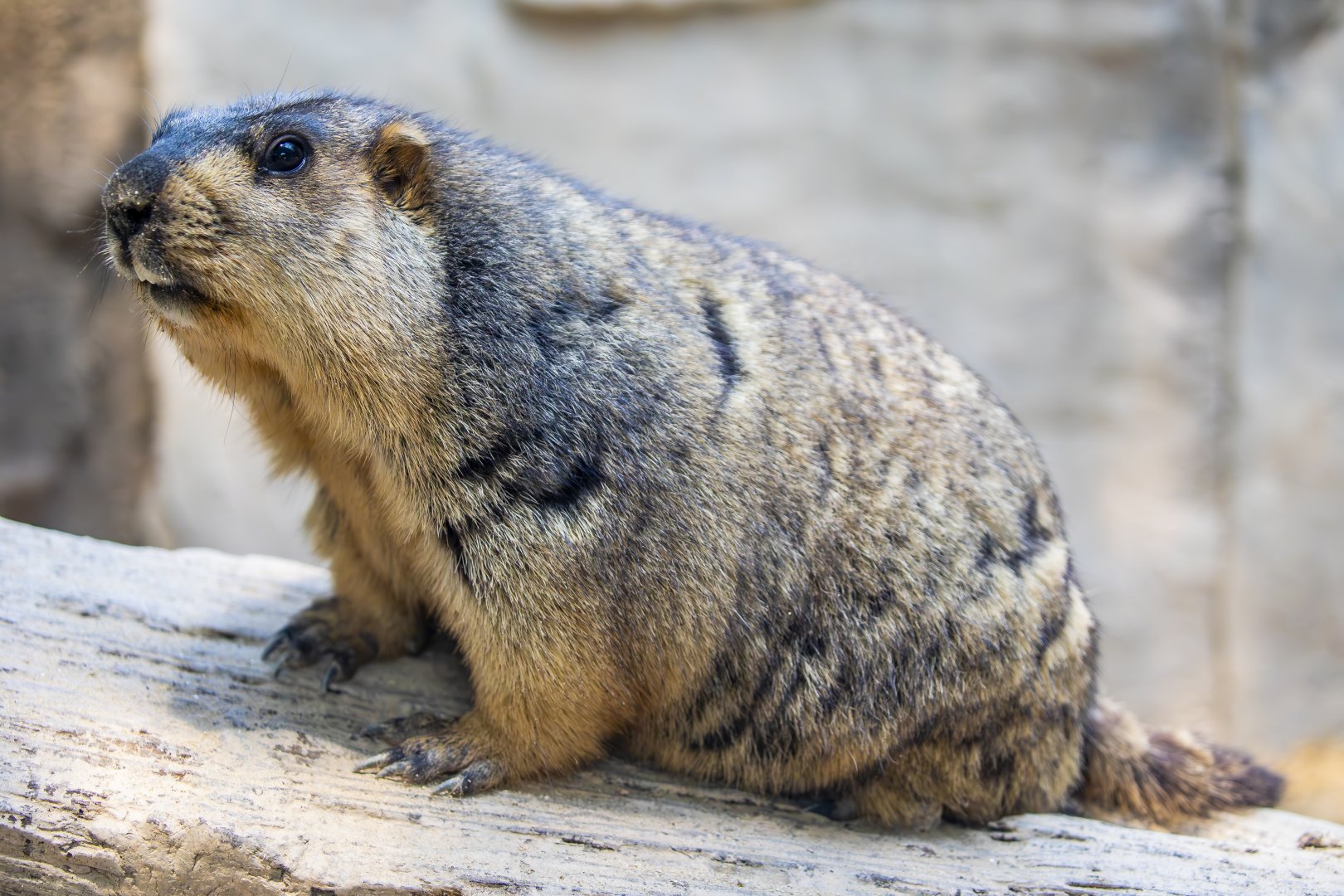 Himalayan marmot (Marmota himalayana)