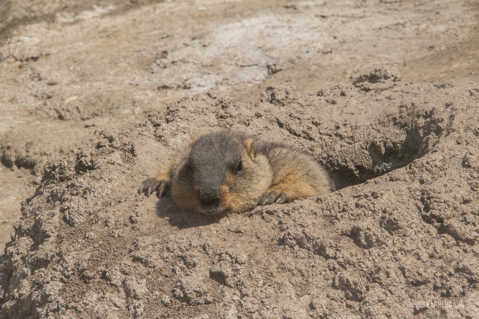 Himalayan Marmot-Unique furbearer exhibits