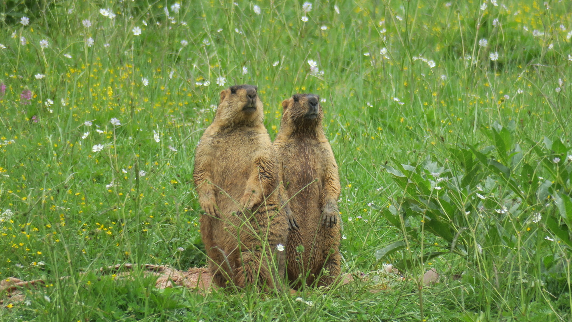 Himalayan marmot