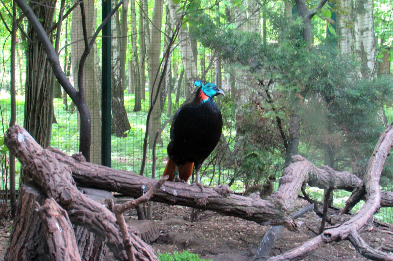 Himalayan Monal - 05/2015