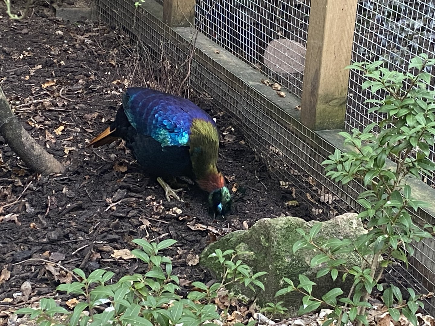 Himalayan monal 061121