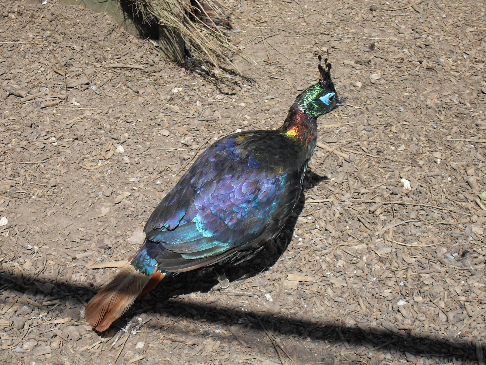 himalayan monal 07/10