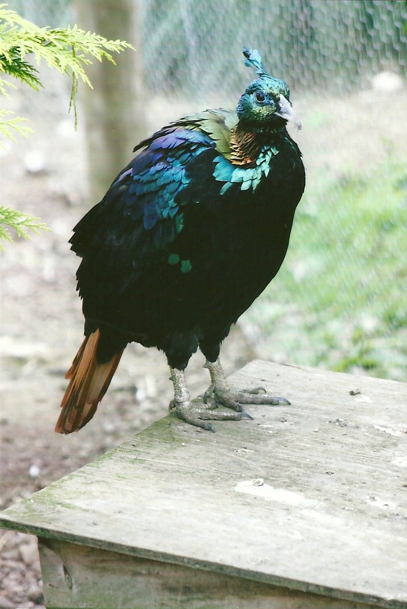 Himalayan Monal 11th September 2012