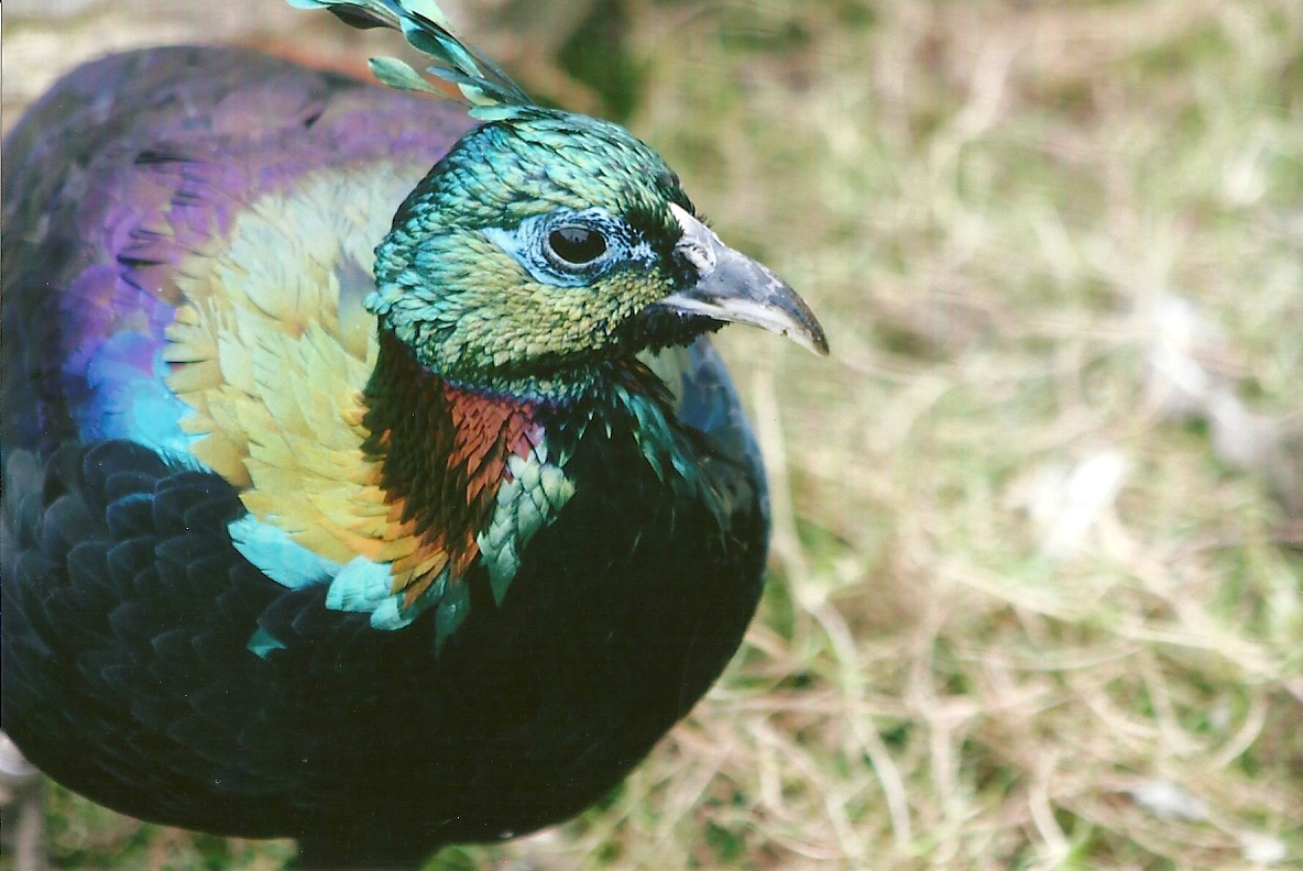 Himalayan Monal 11th September 2012