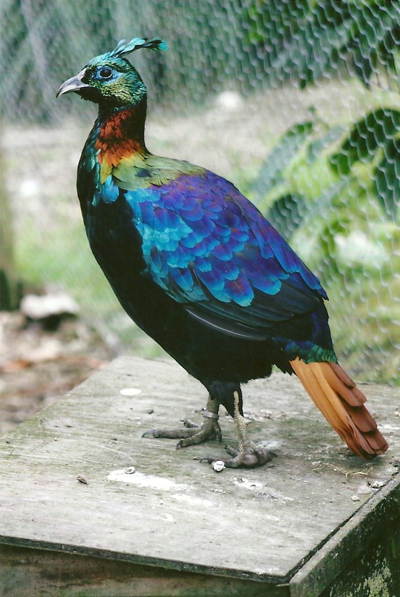 Himalayan Monal 11th September 2012