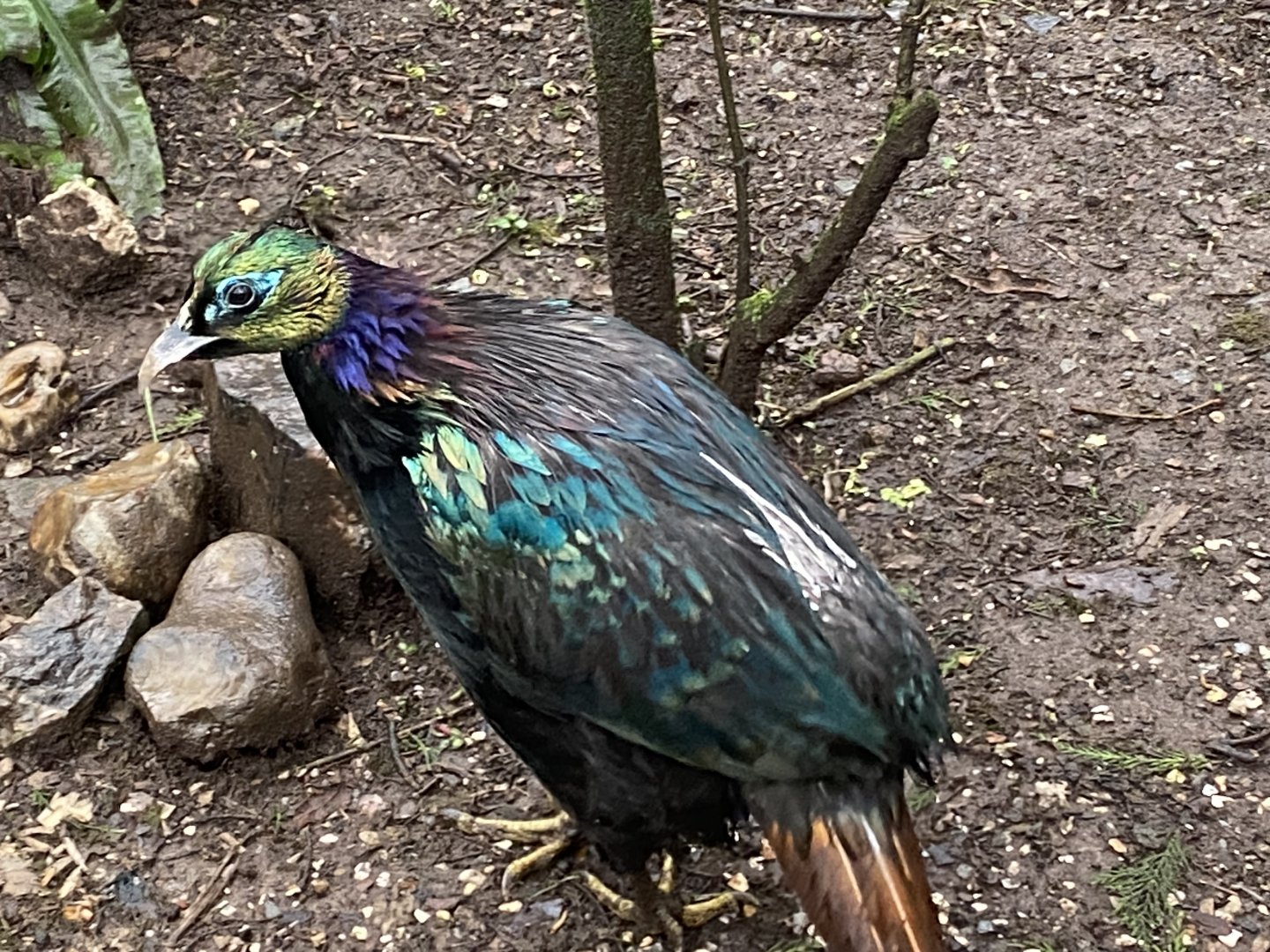 Himalayan monal 140224