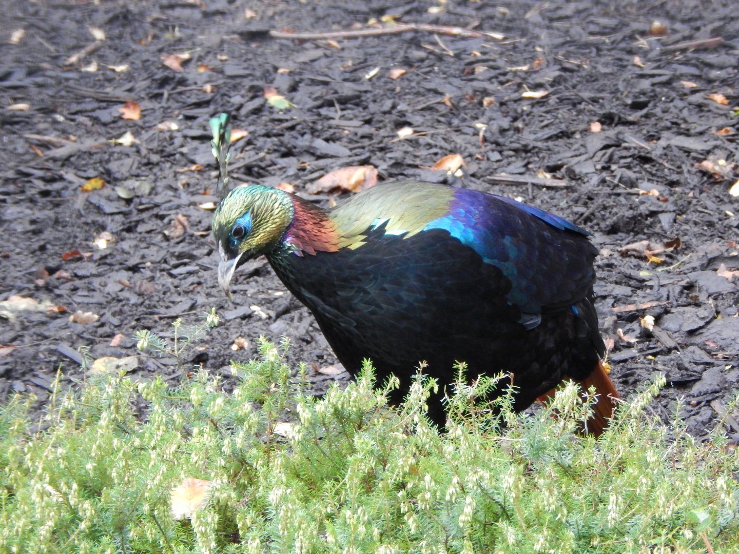 Himalayan monal 181021