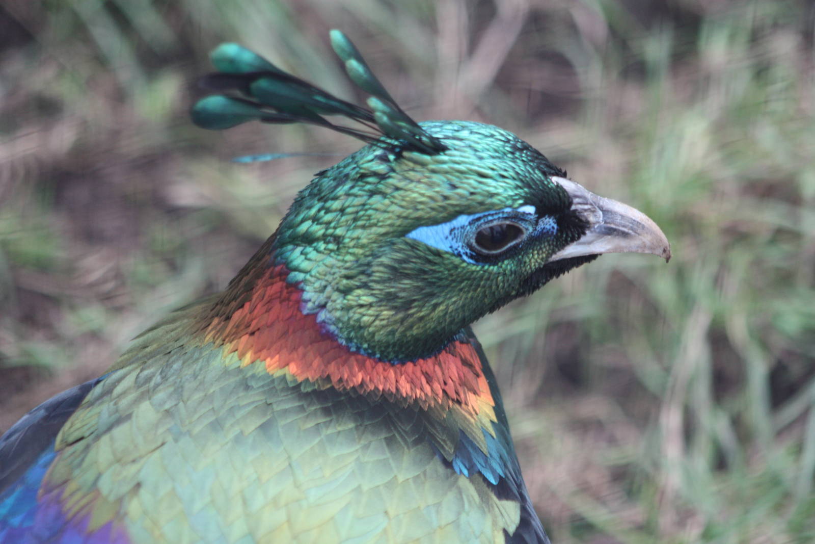 Himalayan Monal, 19th October 2014