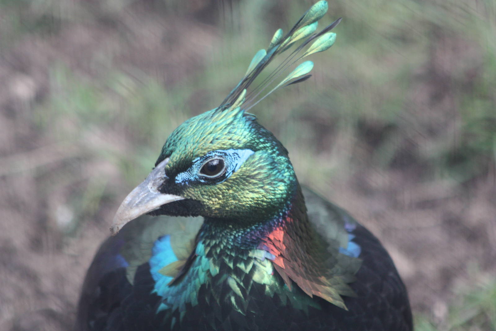 Himalayan Monal, 19th October 2014