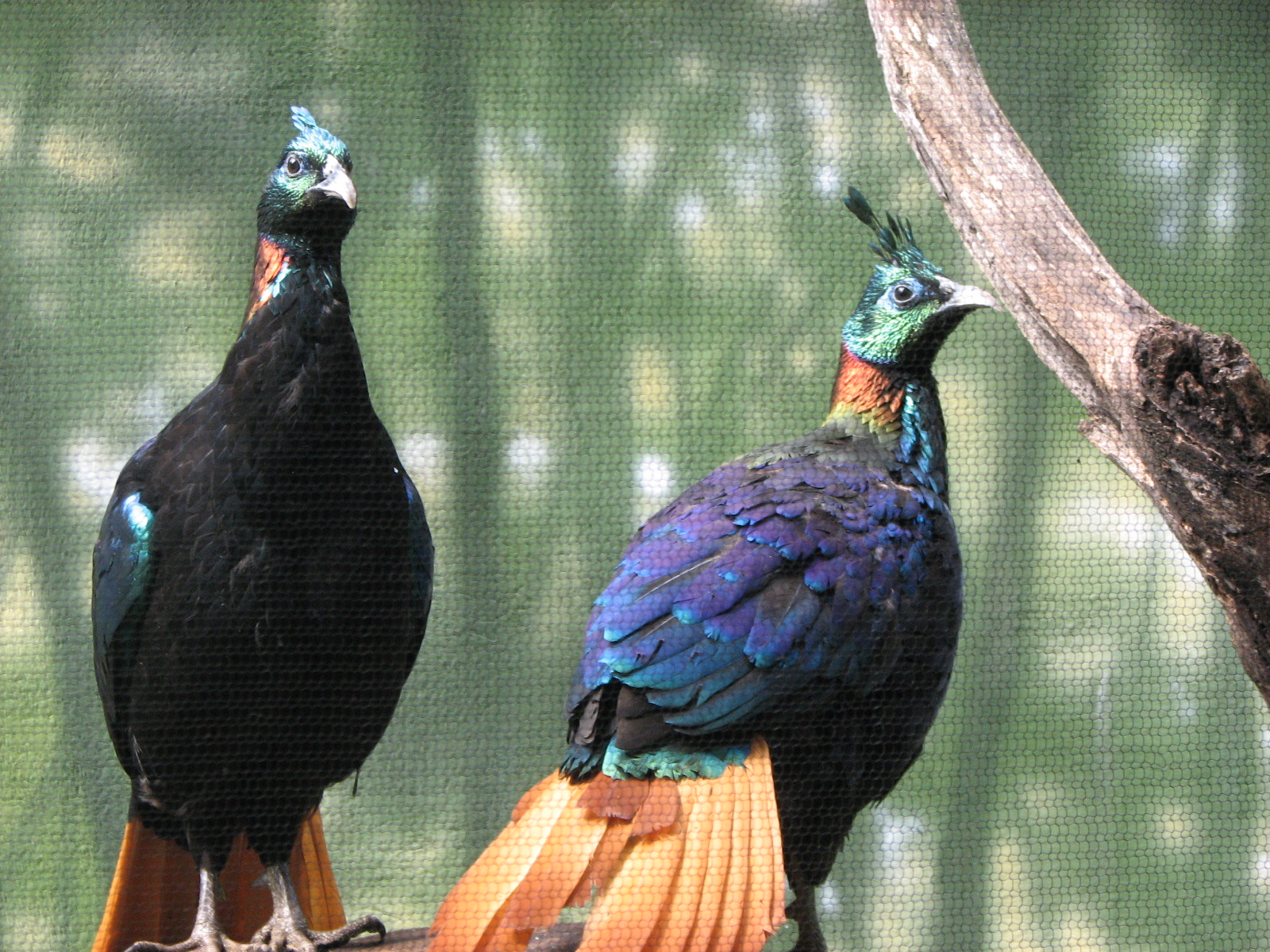 Himalayan monal 2011