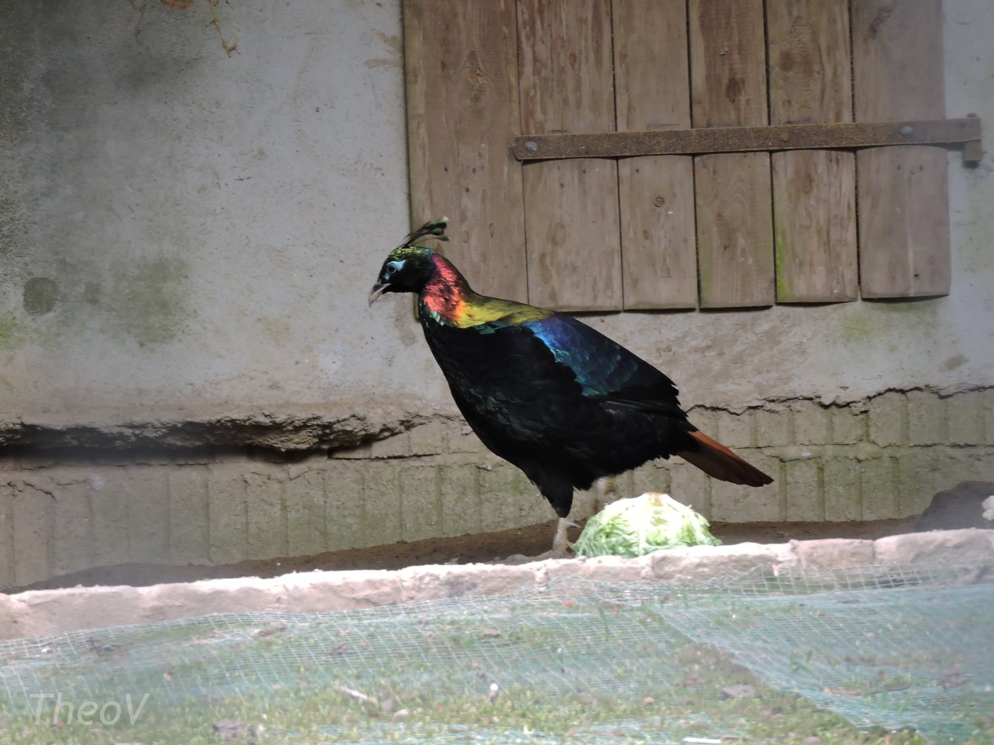 Himalayan monal [2015]