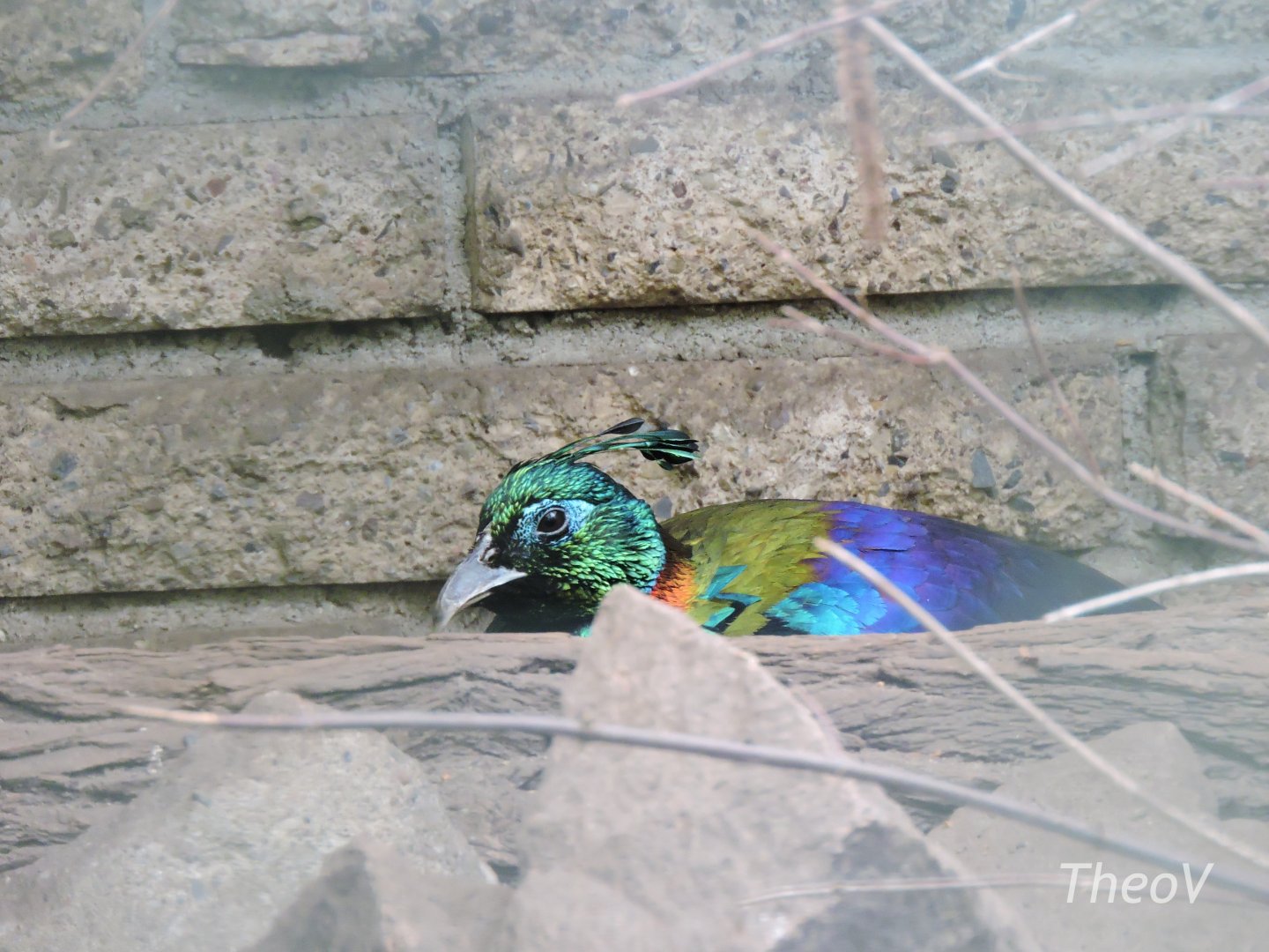 Himalayan monal [2017]