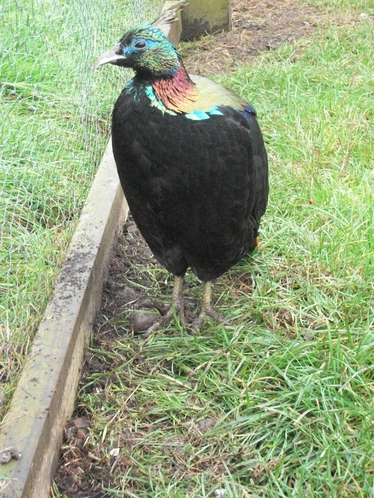 Himalayan Monal, 20th September 2014