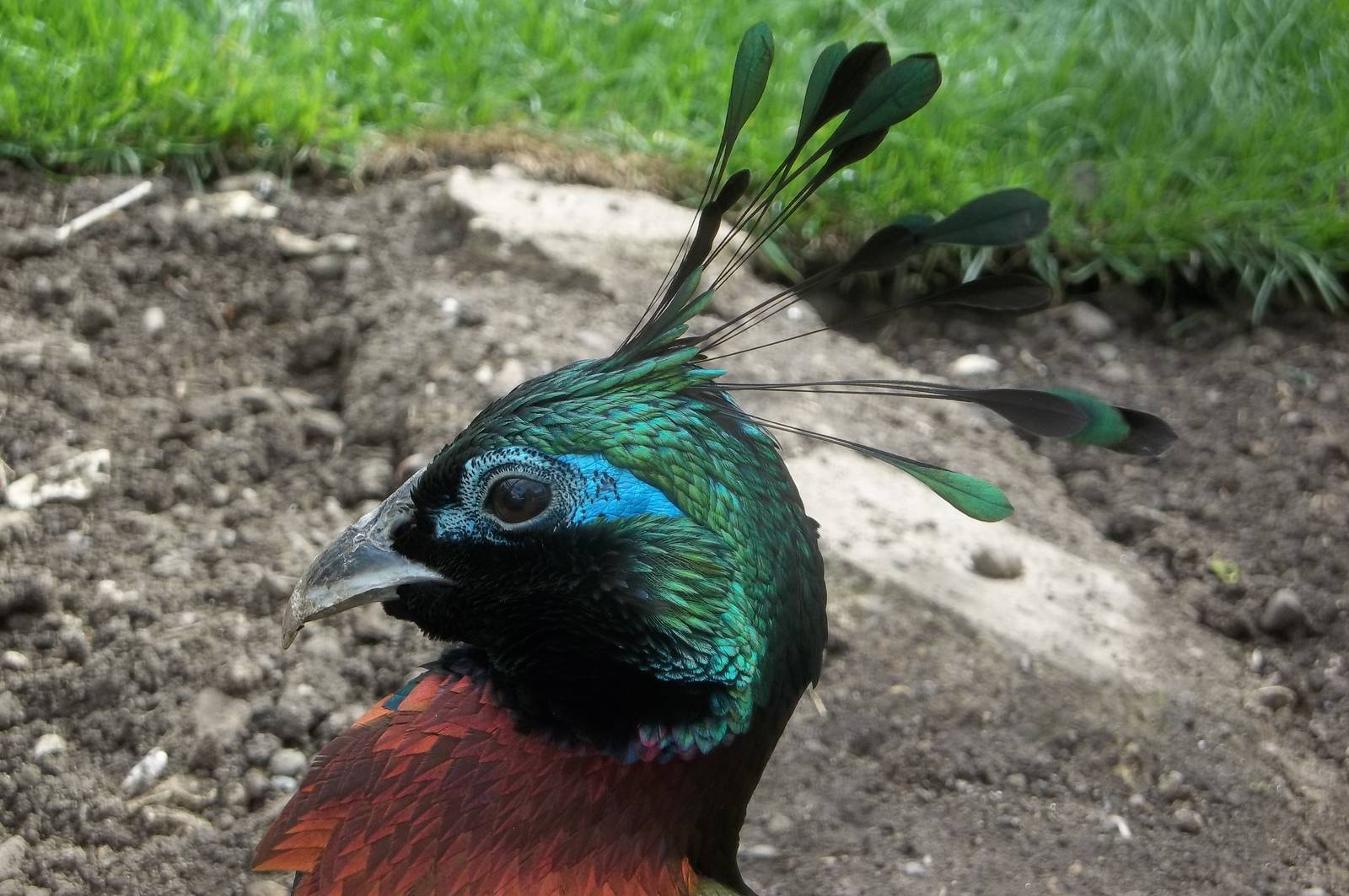 Himalayan Monal, 21st May 2016