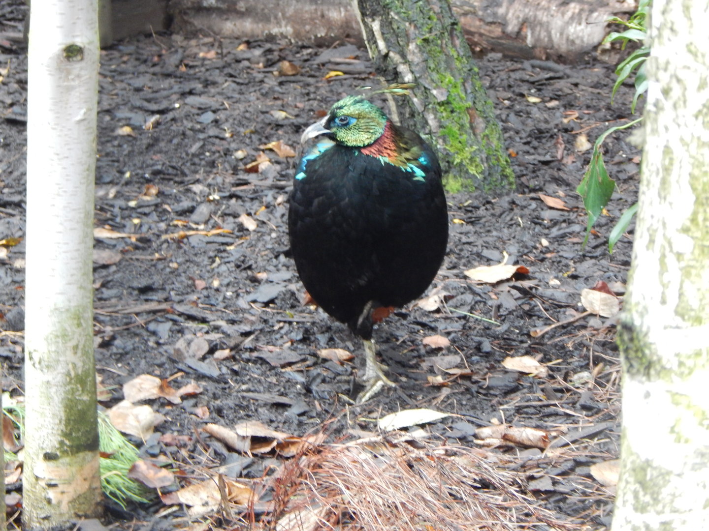 Himalayan monal 221022