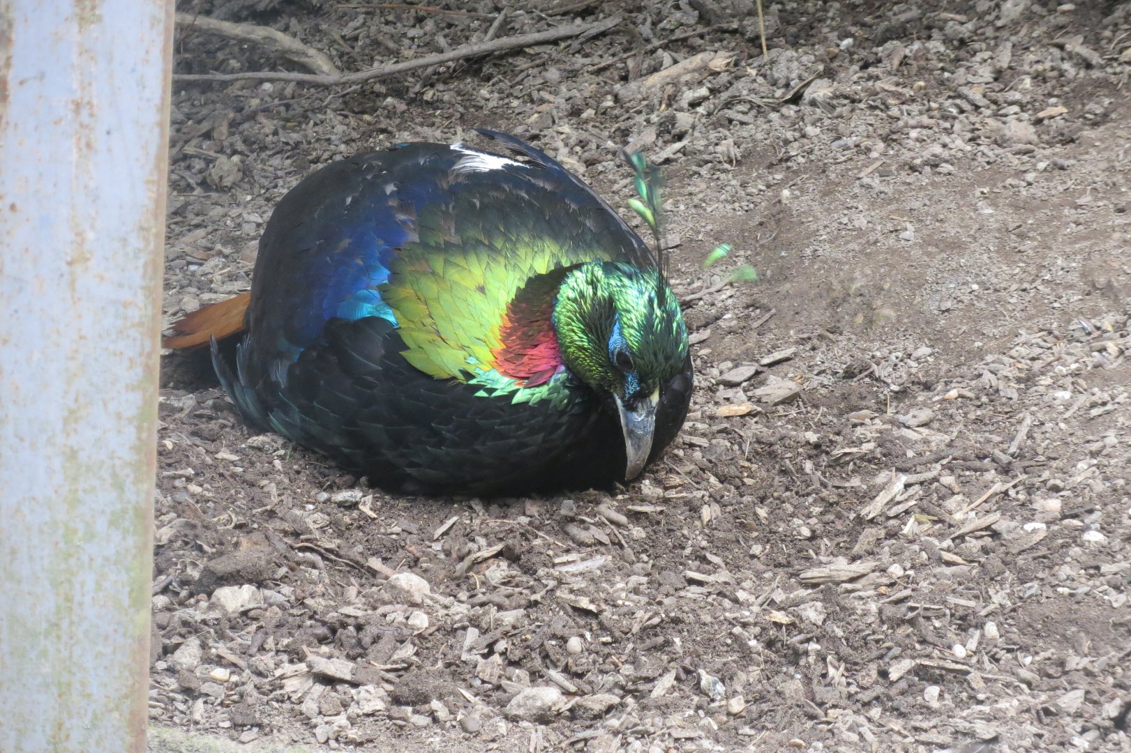Himalayan monal 230619