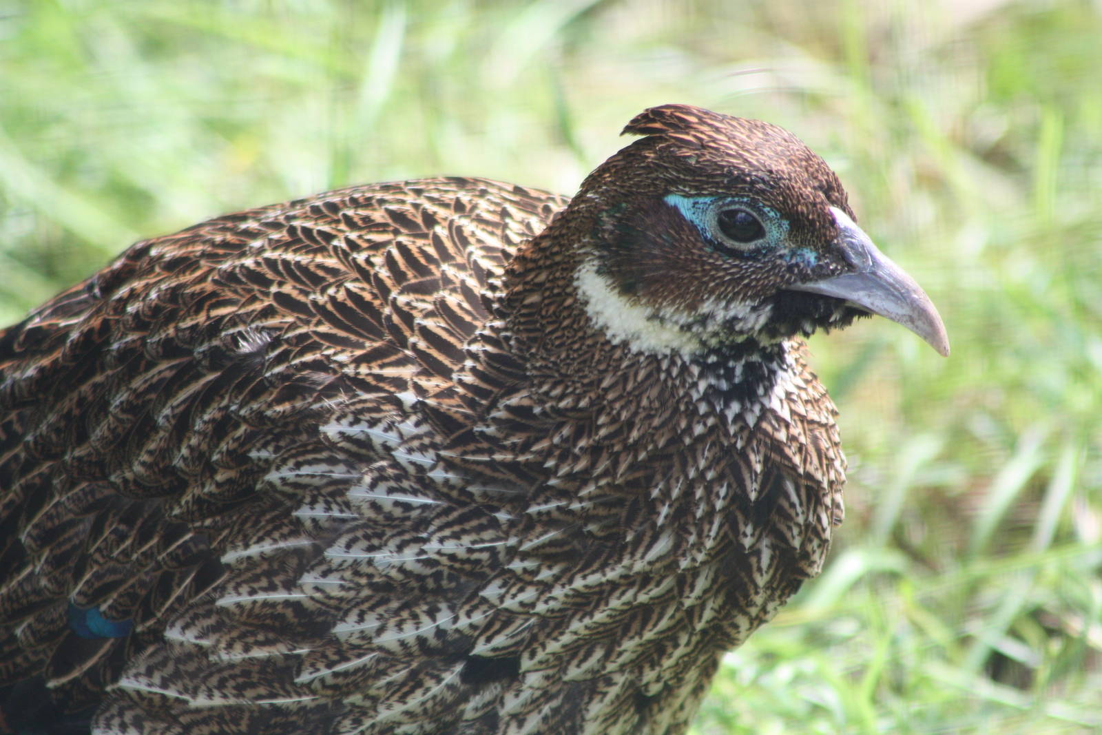 Himalayan Monal, 25th May 2014