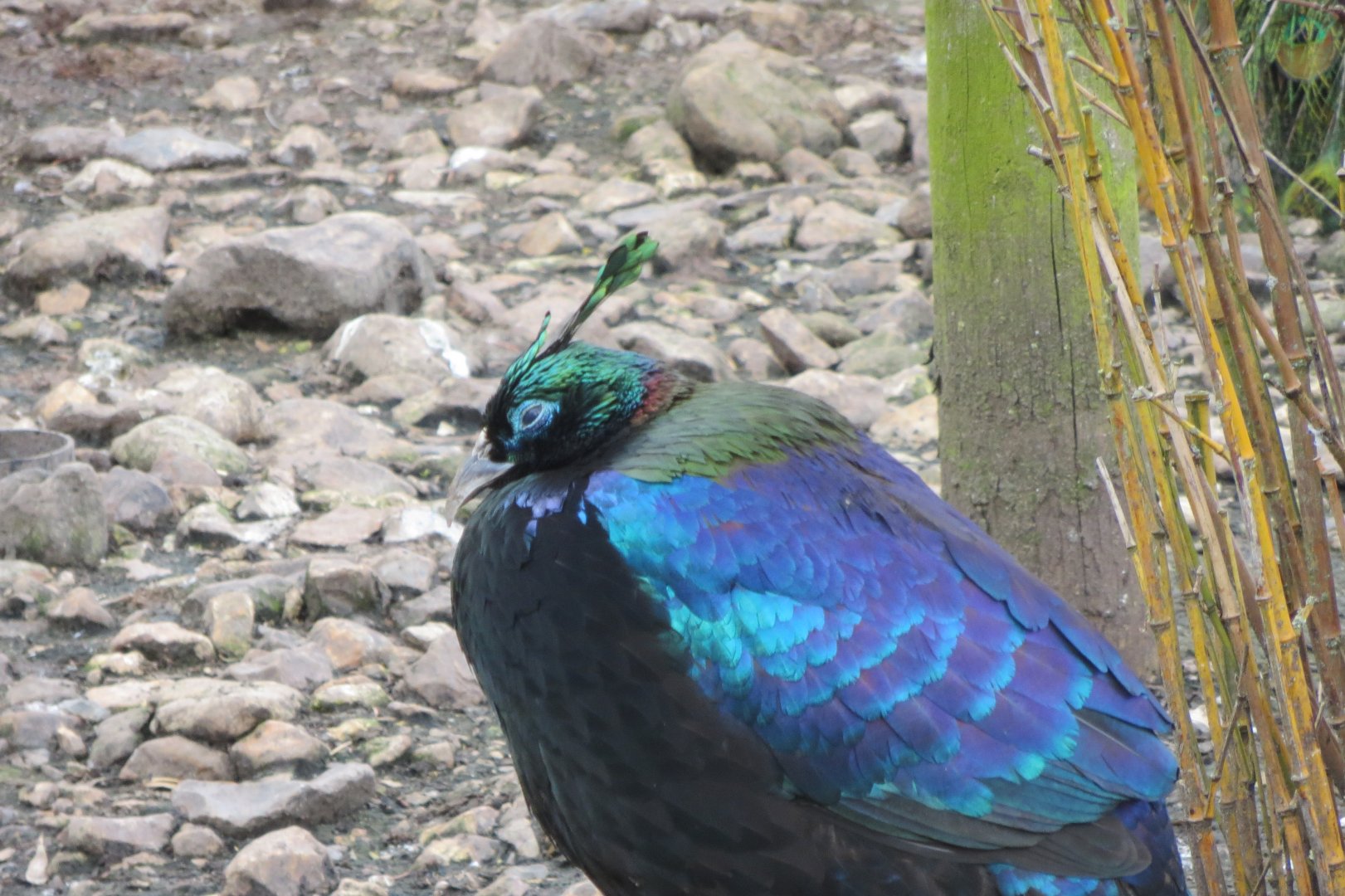 Himalayan monal 280418