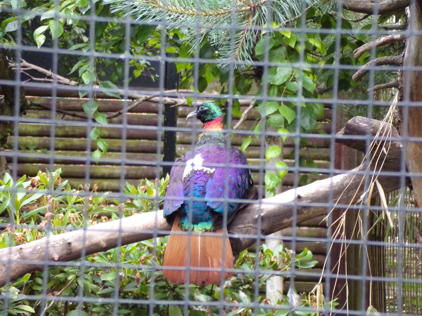 Himalayan monal 29.6.24