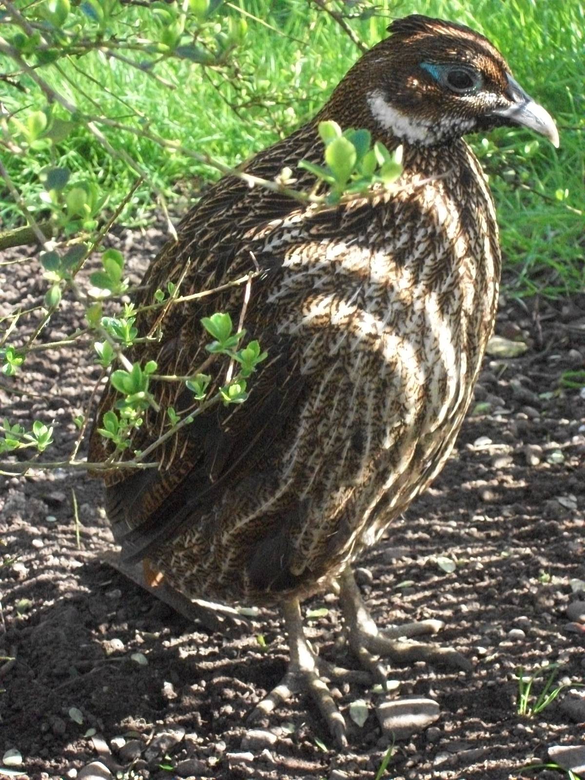 Himalayan Monal, 2nd May 2014