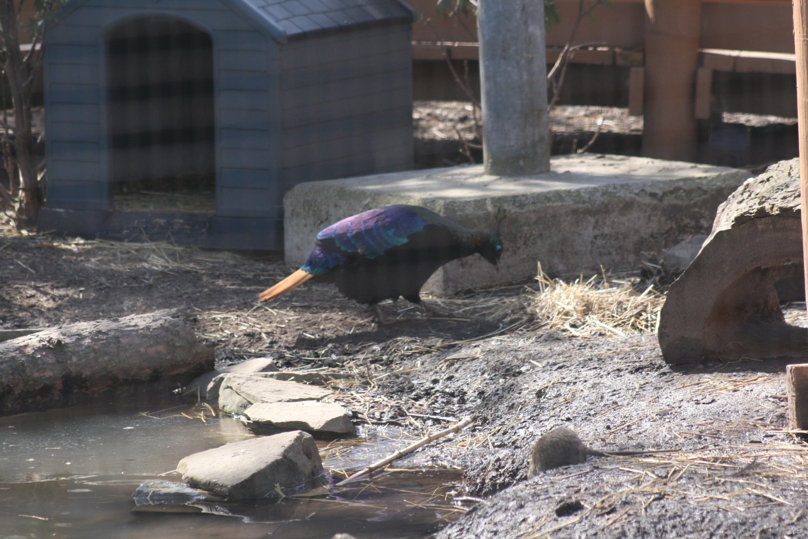 Himalayan Monal (3/9/2025)
