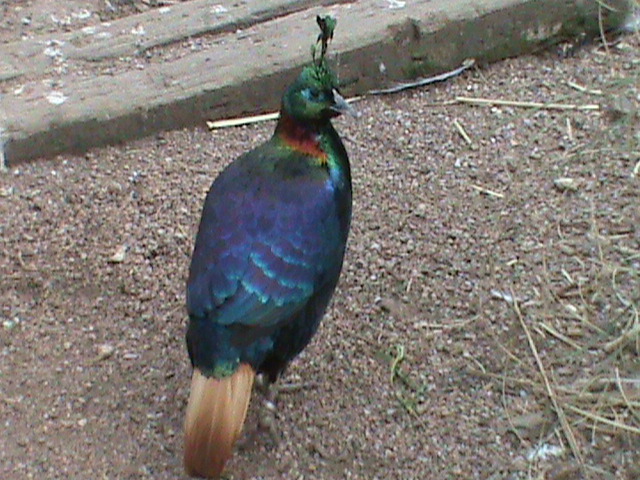 Himalayan monal 300411