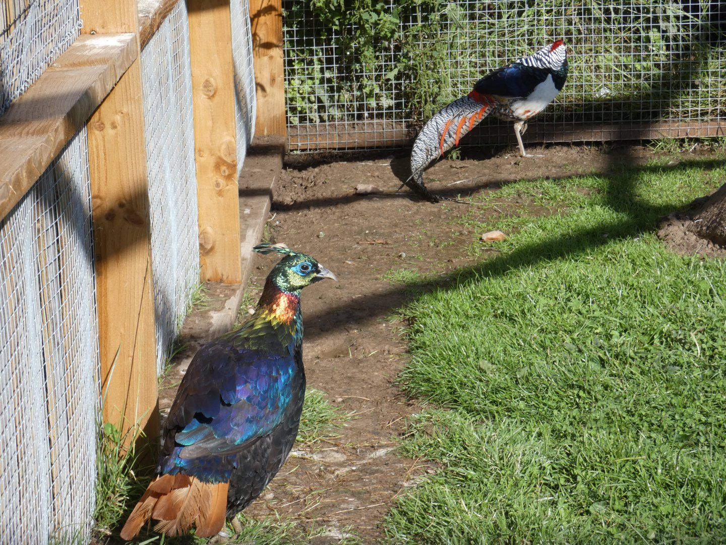 Himalayan Monal and Lady Amherst's Pheasant