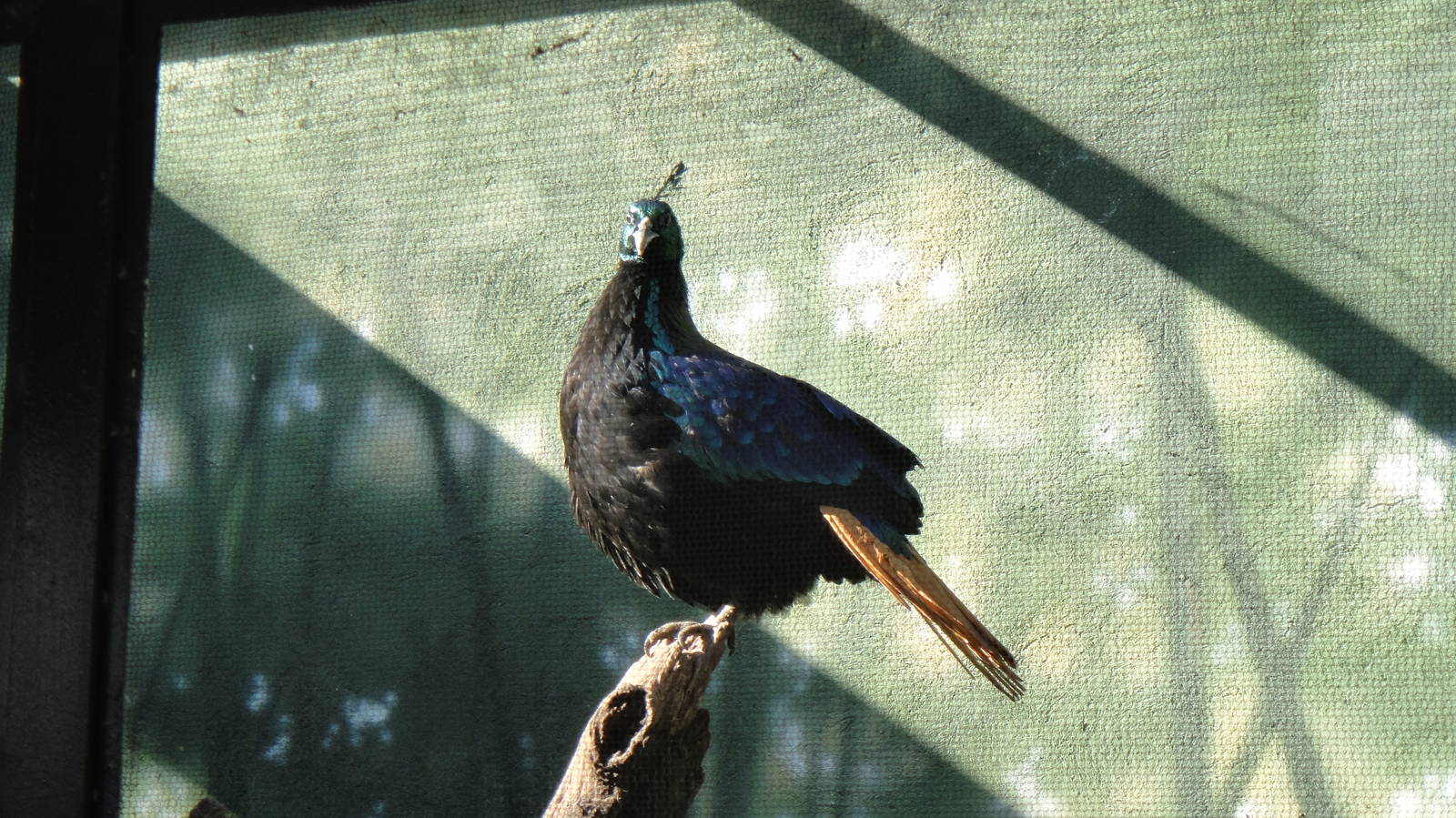 Himalayan monal at Bronx zoo 2014-12-27