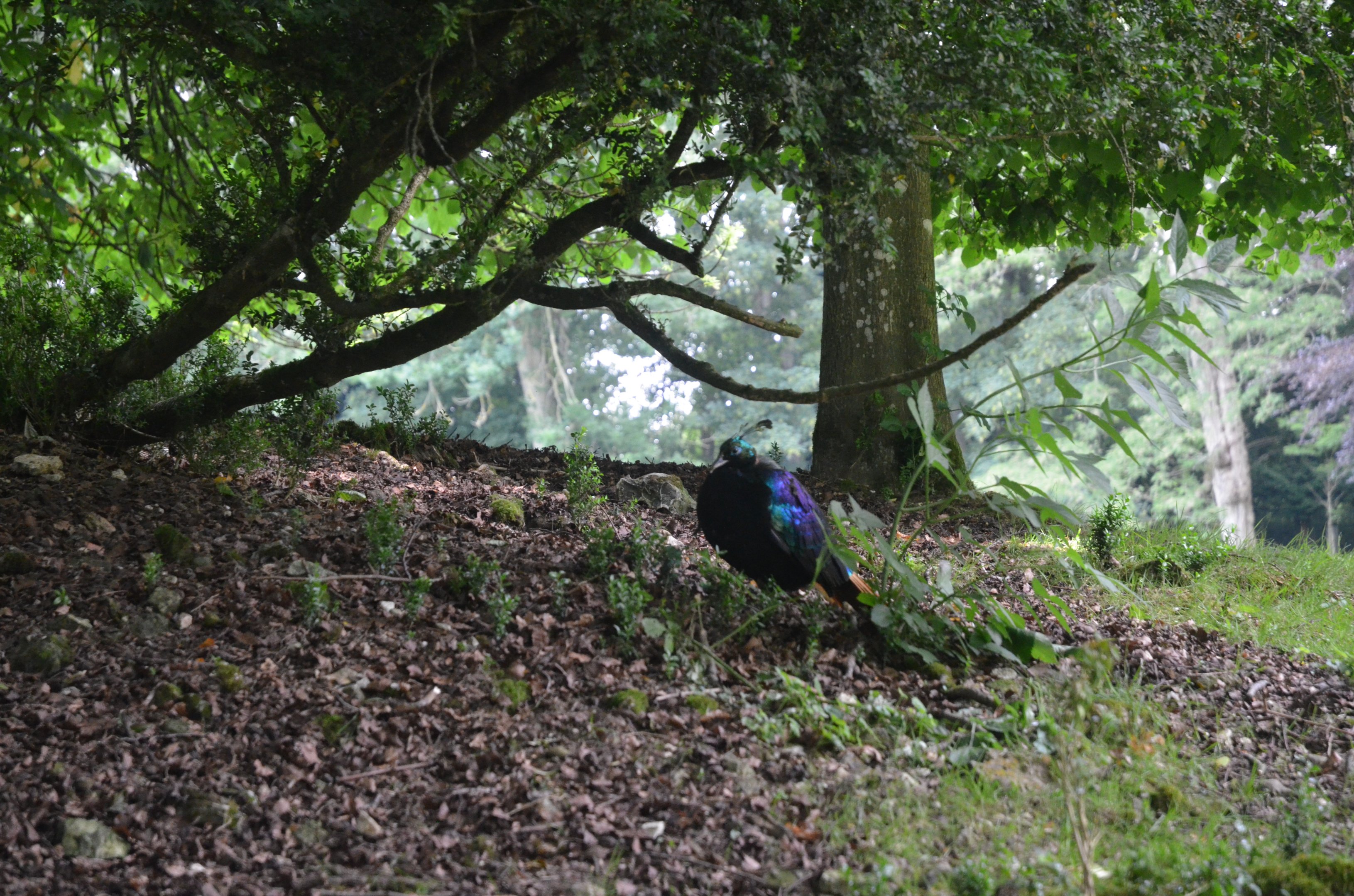 Himalayan Monal at Clères, 16/06/18