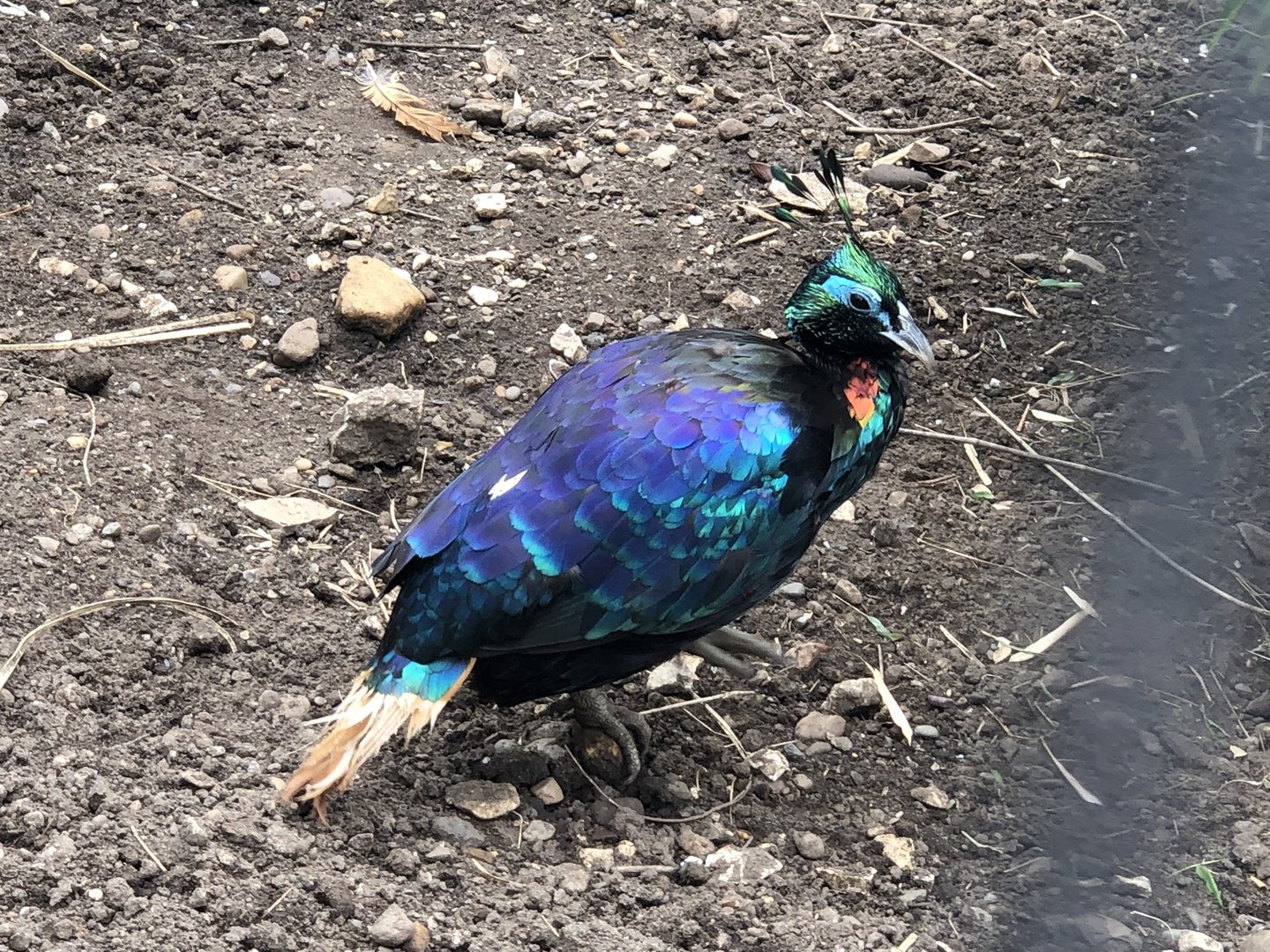 Himalayan Monal at Sewerby Zoo (June 2023)