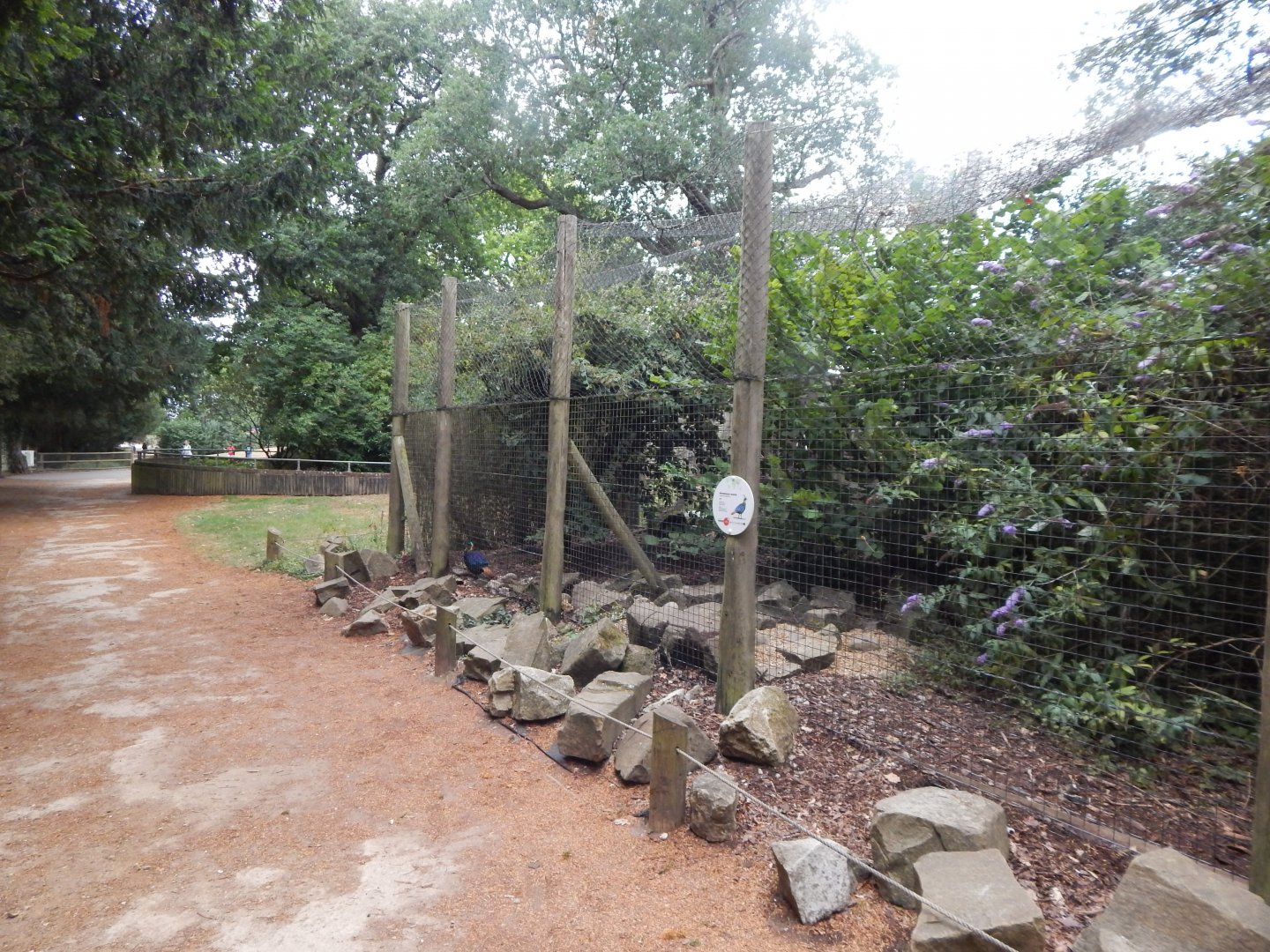 Himalayan monal aviary 150725