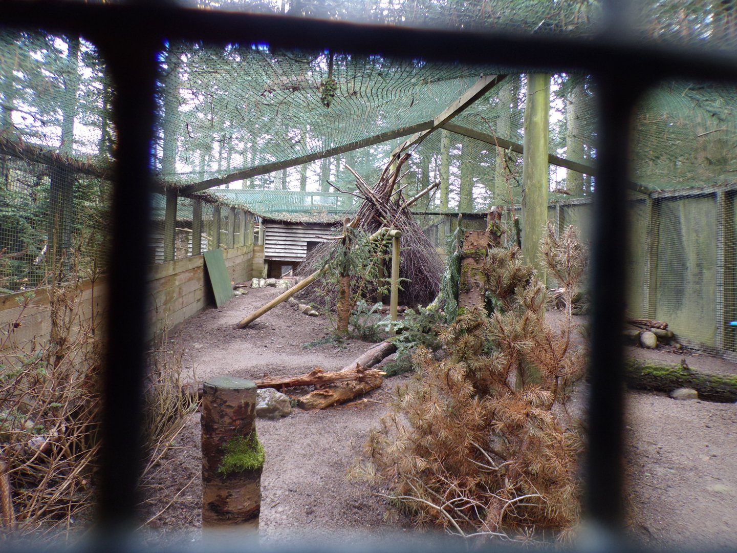 Himalayan monal aviary 5.4.24