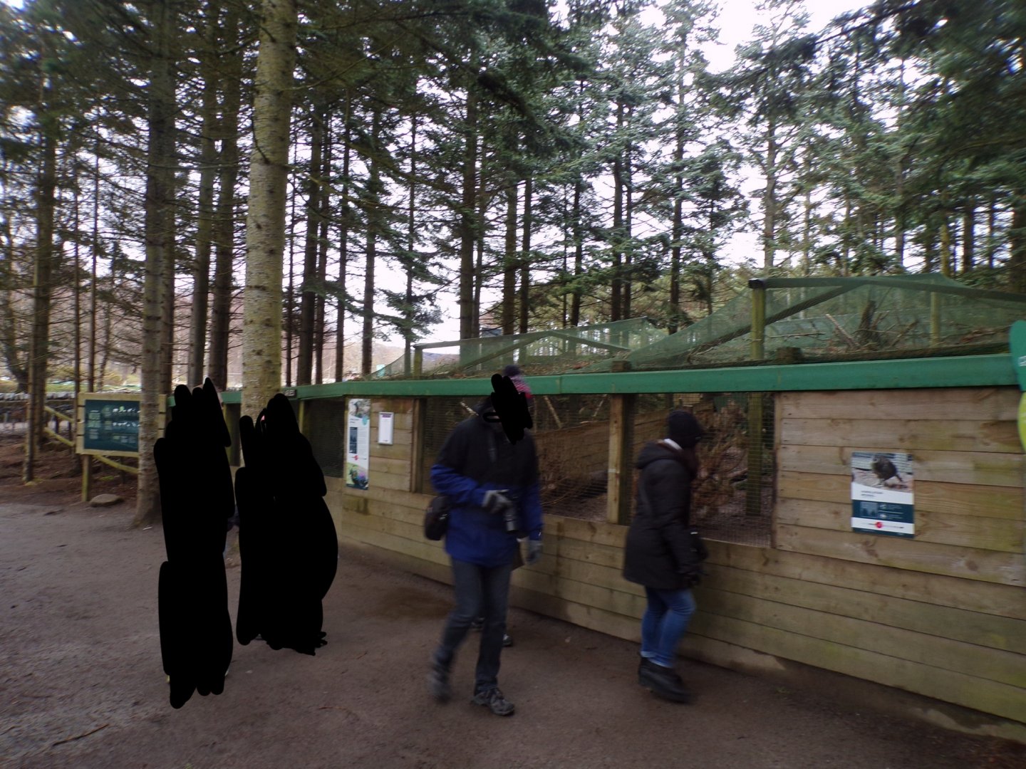 Himalayan monal aviary 5.4.24